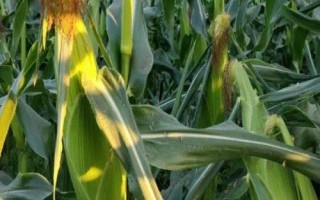先玉1709玉米種子特點，種植密度6000株/畝左右