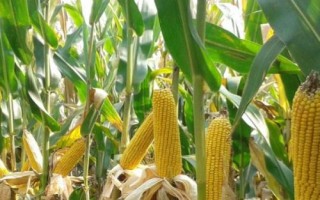 隴單336玉米種子特點(diǎn)，春季4月15日左右播種
