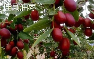 陜西省榆林市的特色水果，包括清澗紅棗和陜北山杏等種類