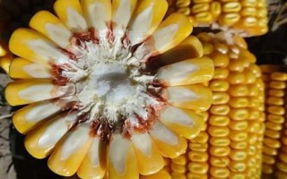 奎單3862玉米品種簡(jiǎn)介，種植密度建議3800株/畝