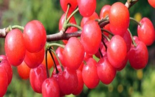 早紅珠櫻桃與福晨櫻桃品質(zhì)對比，早紅珠櫻桃一般更為優(yōu)質(zhì)