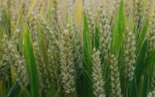 鄂麥572小麥種子簡介，重點防治紋枯病