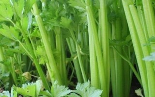 芹菜紅蜘蛛的為害癥狀，嚴重時白色小點布滿葉片