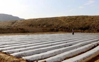 水果黃瓜的種植方法，定植5-7天后要澆緩苗水