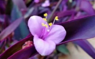 紫竹梅的花語，寓意堅(jiān)決、勇敢、無畏等