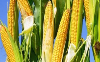 嘉隆377玉米種子特征特性，中抗穗腐病
