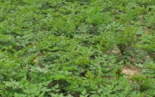 種植當(dāng)歸的條件，種植地的海拔需超過2000米