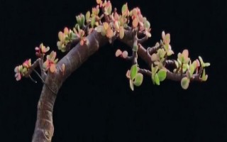 雅樂之舞如何養(yǎng)殖，澆水可采取見干見濕的方法