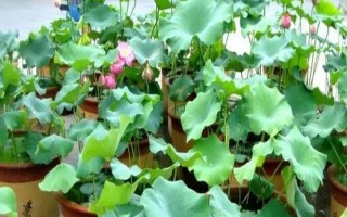 養(yǎng)殖荷花需要經(jīng)常曬太陽(yáng)嗎，是喜陽(yáng)的植物需要全日照