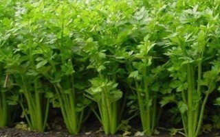 夏季高溫怎么種植芹菜，按照10厘米左右的間距播種