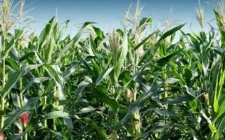 同福9號玉米種子特征特性，春播平均生育期115.5天