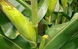 隴單5號玉米品種的特性，中抗絲黑穗病和莖腐病