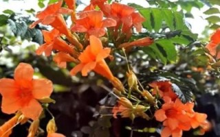 凌霄花的種植條件，在春秋季及時防治蚜蟲