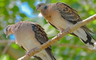 斑鳩怎么分公母，可根據(jù)頭的形狀、眼睛位置或眉毛長短等分辨