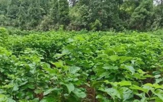桑園冬季管理事項(xiàng)，要做好清園工作