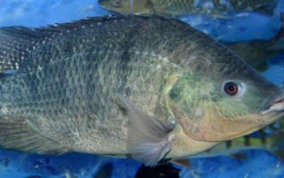 羅非魚是不是福壽魚，別稱福壽魚、吳郭魚