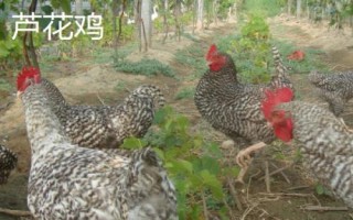 什么雞品種適合農(nóng)村散養(yǎng)，這五個品種很不錯