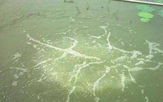 為什么夜間殺藍(lán)藻，因?yàn)樵谝归g藍(lán)藻大量爆發(fā)會(huì)造成池底缺氧