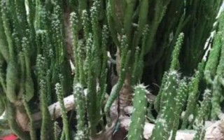 姬珊瑚的修剪技術(shù)，一年四季都能進(jìn)行