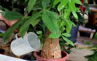 發(fā)財(cái)樹使用多少粒復(fù)合肥，株高1米可使用5-8粒