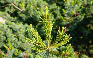 對植物使用硫酸亞鐵的作用，能起到調(diào)節(jié)酸堿度、補充營養(yǎng)等效果