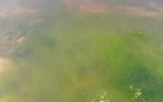 小龍蝦池塘爆發(fā)青苔如何處理，數(shù)量較少時可人工捕撈