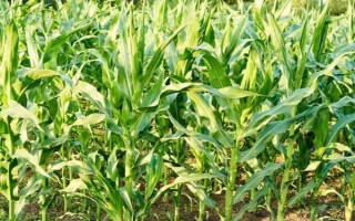 研鋒177玉米品種簡介，放赤眼蜂防治玉米螟蟲