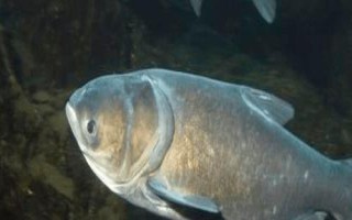 釣鰱鳙一般釣多深，釣淺是經(jīng)常采用的一種方式