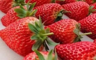 草莓屬于哪個(gè)季節(jié)的水果，常在春末夏初采摘上市