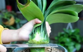 君子蘭剪頭后何時(shí)長(zhǎng)新葉，通常需一年左右