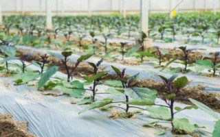 茄子的種植方法，選擇適應(yīng)當(dāng)?shù)胤N植的品種