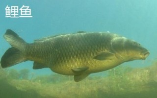 鯉魚和錦鯉有什么區(qū)別，鯉魚是食用魚、錦鯉是觀賞魚