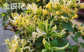 金銀花和斷腸草有什么區(qū)別，外觀、質(zhì)感、花朵均不同