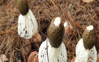 南方適合種植哪些菇類，竹蓀、黑木耳、草菇等