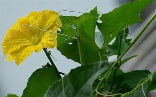 秋冬絲瓜定植后的管理方法，噴施新高脂膜可縮短緩苗期