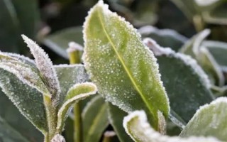 茶樹的生長溫度，日平均氣溫需要穩(wěn)定在10℃以上為佳