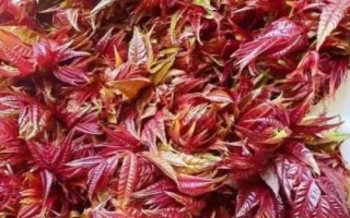 火爆野菜種植項(xiàng)目，香椿和薺菜等品種比較受市場(chǎng)歡迎