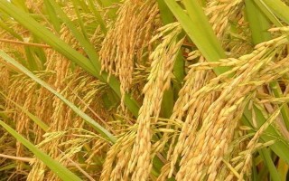 欣榮優(yōu)268水稻種子特點(diǎn)，秧田播種量每畝10-12公斤