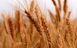 聯(lián)邦2號小麥種簡介，每畝適宜基本苗18～22萬