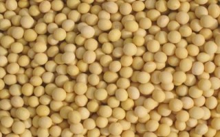 中黃302大豆種簡介，高肥力地塊3萬株