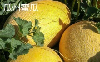甘肅省酒泉市的特產(chǎn)水果，包括瓜州蜜瓜、瓜州西瓜等種類