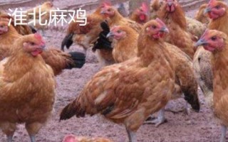 安徽省當(dāng)涂縣的特產(chǎn)，當(dāng)涂醬菜遠(yuǎn)近聞名