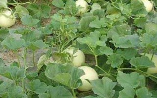 甜瓜多久可以成熟，開花后50天左右便可成熟