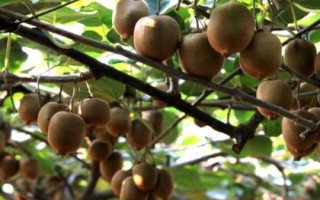 獼猴桃著色不佳的解決方法，需加強(qiáng)秋剪、適時(shí)采果等