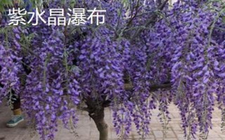 紫藤花的品種，常見(jiàn)種類為紫水晶瀑布