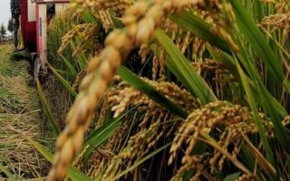 隆科絲苗13號(hào)水稻種子特點(diǎn)，湘北6月13-15日播種