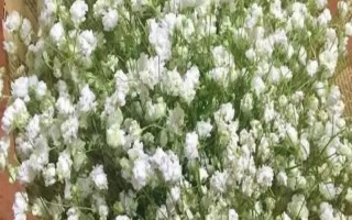 滿天星的耐寒溫度，最低可以忍耐0℃