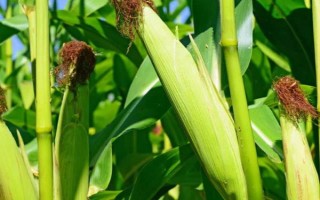 BA2650玉米品種的特性，密度4000株/畝左右