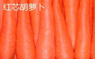 胡蘿卜的品種，品種較多各具特色