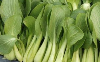 常見(jiàn)的十字花科作物，包括蘿卜、白菜、芥菜等品種